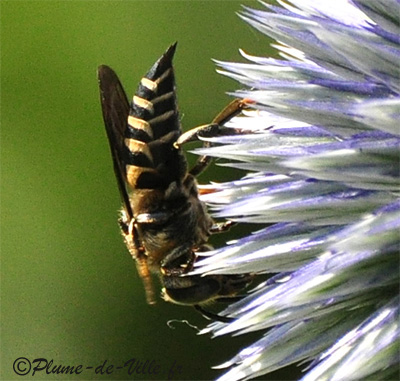 Insectes autres . Coelioxys. PlumeDeVille